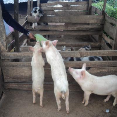 Supporting Small Scale Piggery
